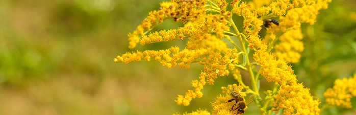 Ragweed plant in fall season